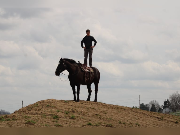Draft Horse Mix Castrone 5 Anni Morello in Millersburg