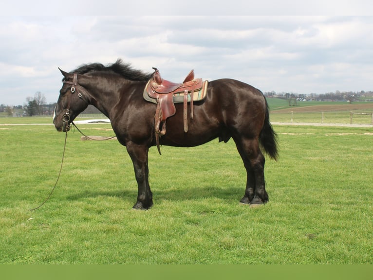 Draft Horse Mix Castrone 5 Anni Morello in Millersburg