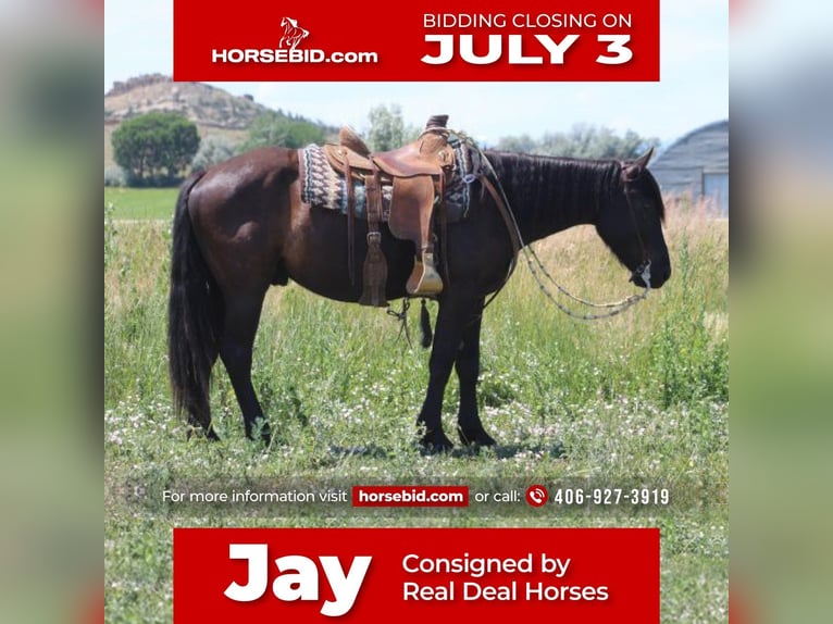 Draft Horse Mix Castrone 5 Anni Morello in Joliet, MT