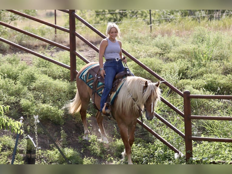 Draft Horse Mix Castrone 5 Anni Palomino in Mineral Wells