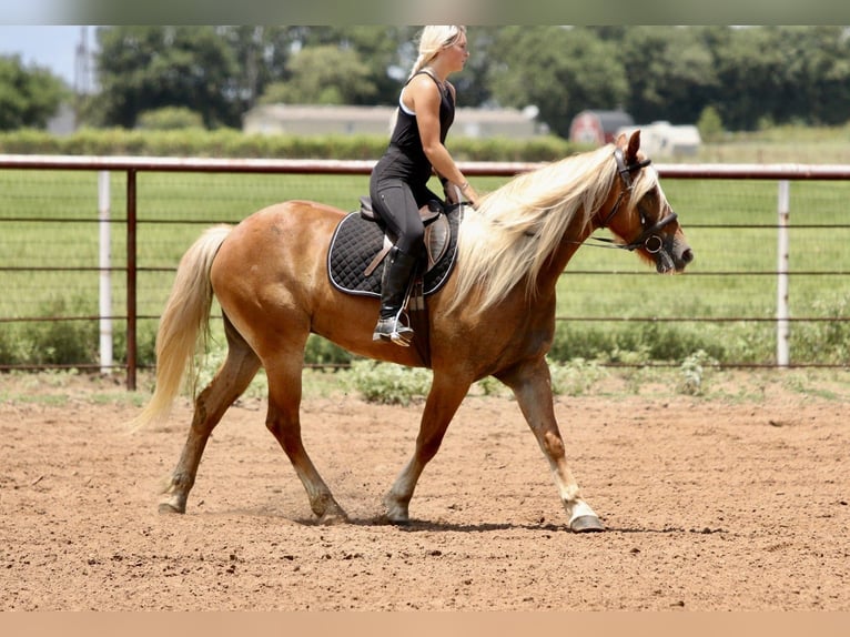 Draft Horse Mix Castrone 5 Anni Palomino in Mineral Wells