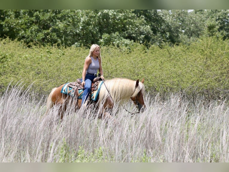 Draft Horse Mix Castrone 5 Anni Palomino in Mineral Wells