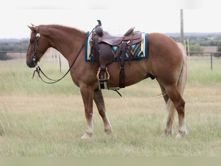 Draft Horse Mix Castrone 5 Anni Palomino in Mineral Wells