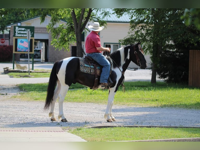 Draft Horse Mix Castrone 5 Anni in Coal City, IN