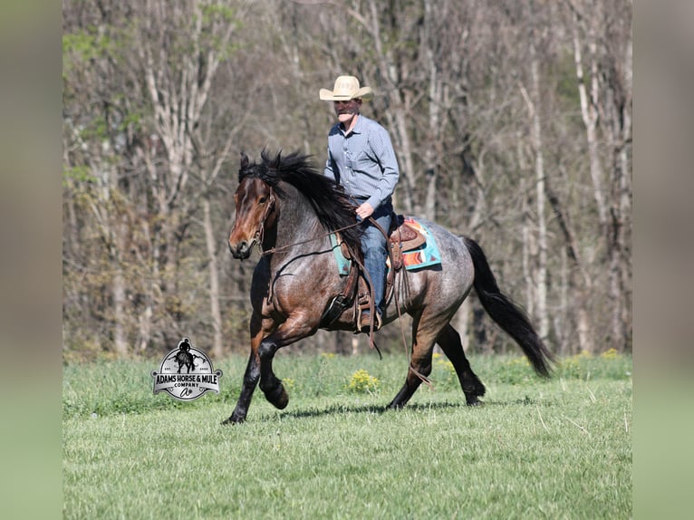 Draft Horse Castrone 5 Anni  in Mount Vernon