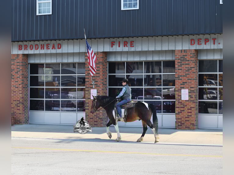 Draft Horse Castrone 5 Anni  in Mount Vernon