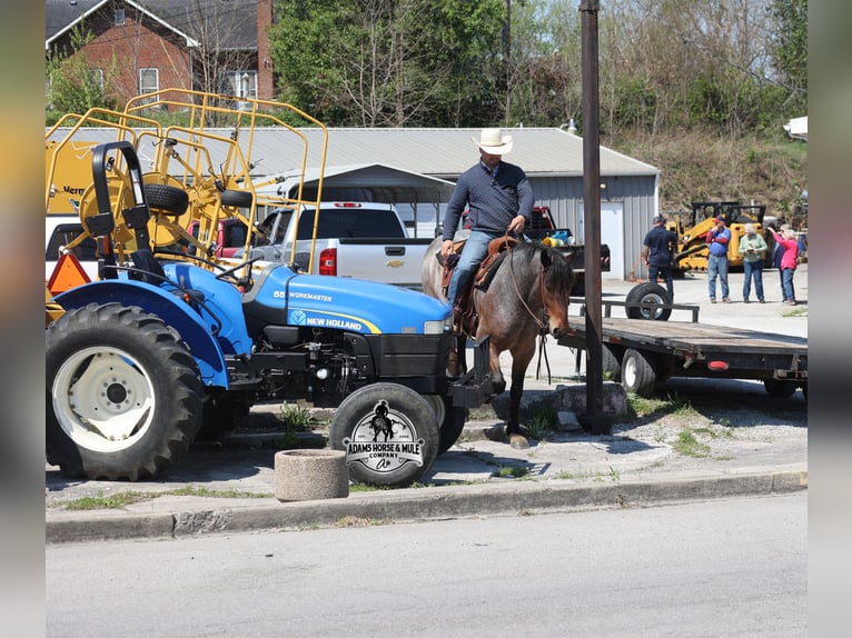 Draft Horse Castrone 5 Anni  in Mount Vernon