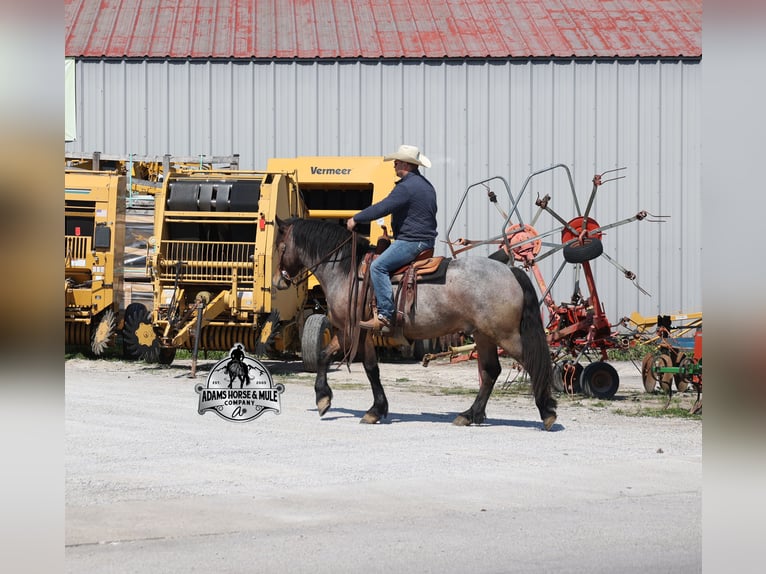 Draft Horse Castrone 5 Anni  in Mount Vernon