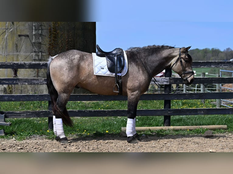 Draft Horse Mix Castrone 5 Anni Pelle di daino in Fredericksburg, OH