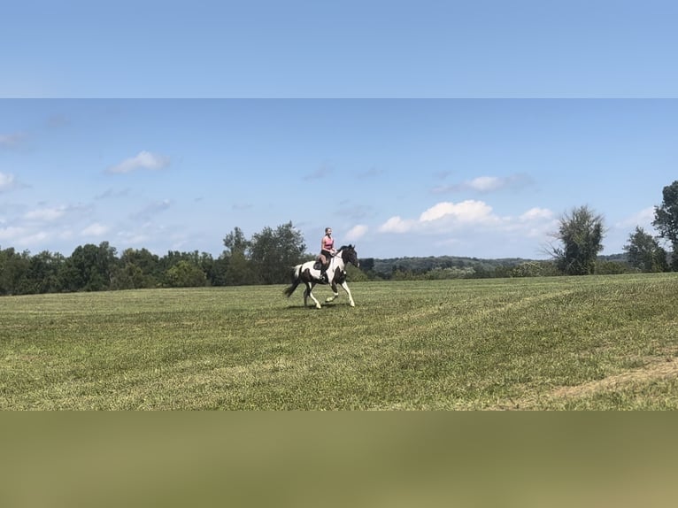 Draft Horse Castrone 5 Anni Pezzato in Gap