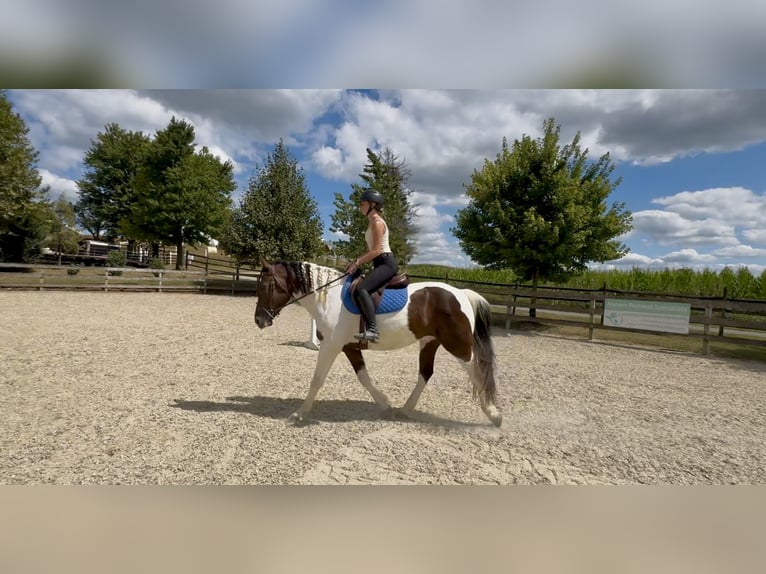 Draft Horse Castrone 5 Anni Pezzato in Gap