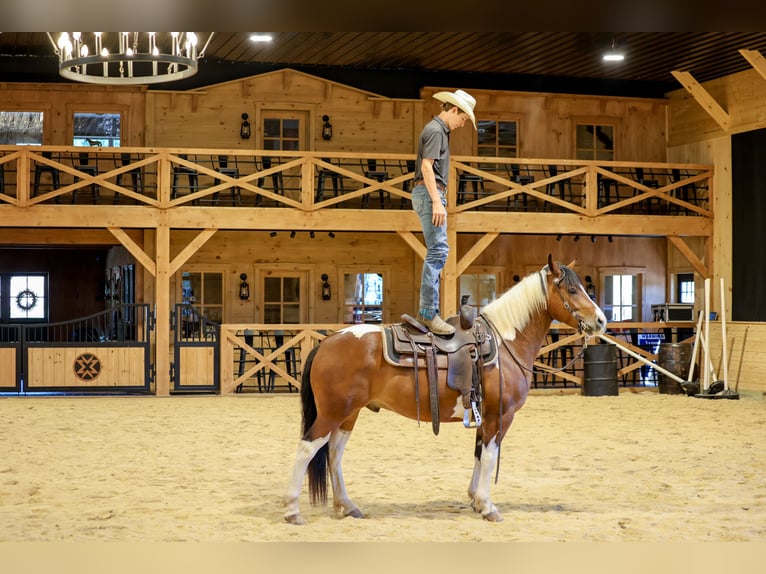 Draft Horse Mix Castrone 5 Anni Pezzato in Needmore