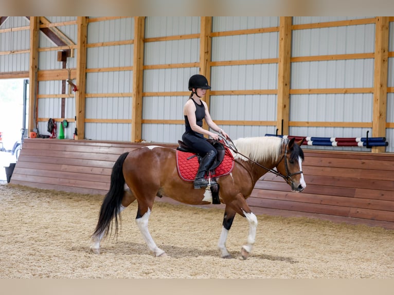 Draft Horse Mix Castrone 5 Anni Pezzato in Needmore