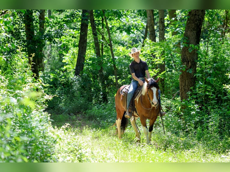 Draft Horse Mix Castrone 5 Anni Pezzato in Needmore