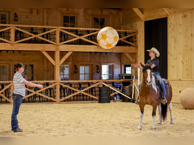 Draft Horse Mix Castrone 5 Anni Pezzato in Needmore
