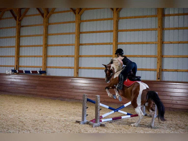 Draft Horse Mix Castrone 5 Anni Pezzato in Needmore