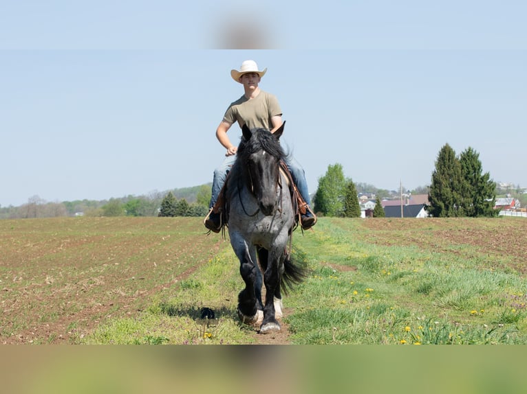 Draft Horse Mix Castrone 5 Anni Roano blu in Fredericksburg, OH