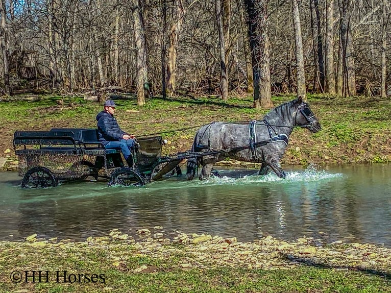 Draft Horse Castrone 5 Anni Roano blu in Flemingsburg KY