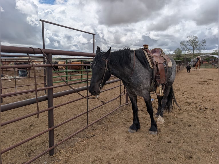 Draft Horse Mix Castrone 5 Anni Roano blu in Meeteetse