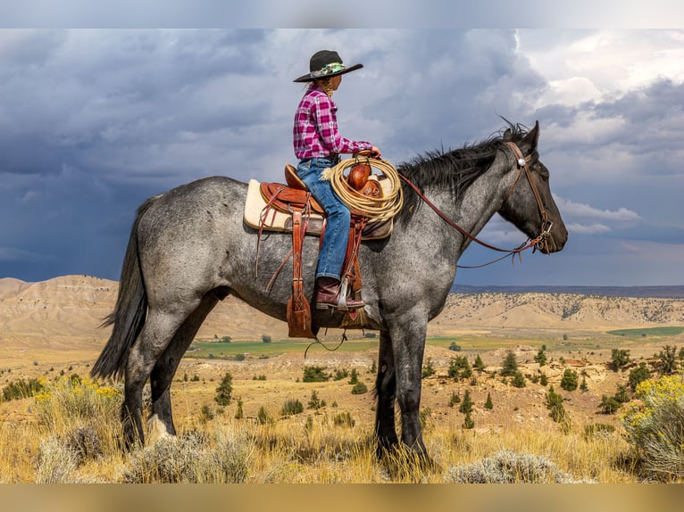 Draft Horse Mix Castrone 5 Anni Roano blu in Meeteetse