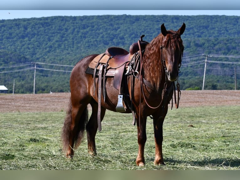 Draft Horse Mix Castrone 5 Anni Sauro scuro in Rebersburg, PA