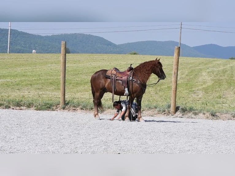 Draft Horse Mix Castrone 5 Anni Sauro scuro in Rebersburg, PA