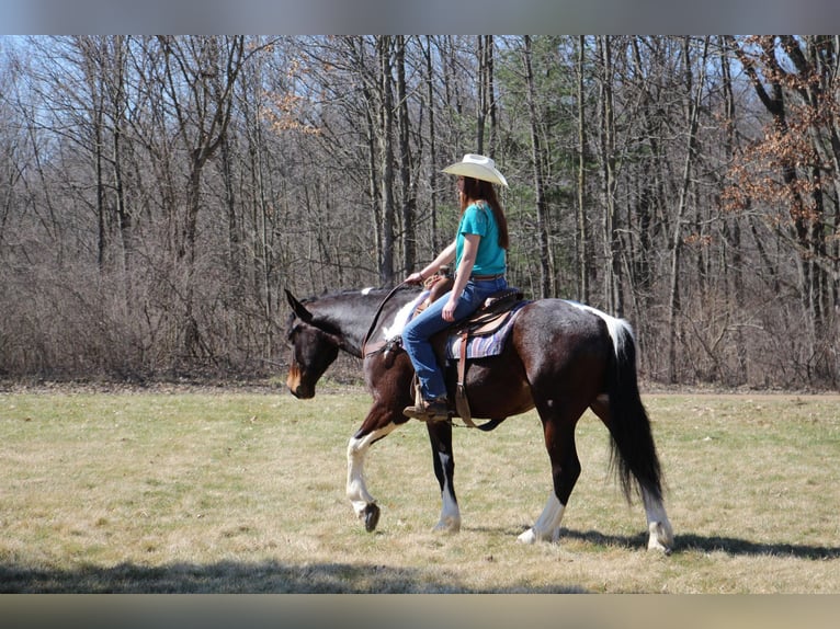 Draft Horse Castrone 5 Anni Tobiano-tutti i colori in Howell, MI