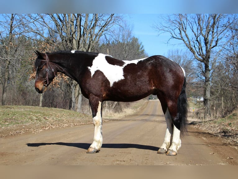 Draft Horse Castrone 5 Anni Tobiano-tutti i colori in Howell, MI