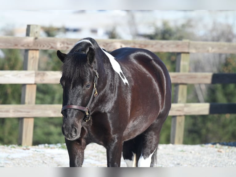 Draft Horse Mix Castrone 6 Anni 135 cm in Millersburg, OH