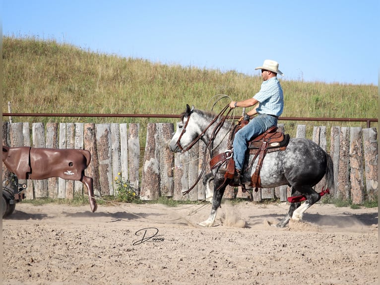 Draft Horse Mix Castrone 6 Anni 142 cm Grigio in Thedford