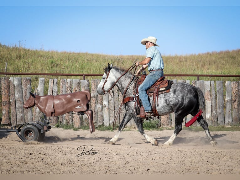 Draft Horse Mix Castrone 6 Anni 142 cm Grigio in Thedford