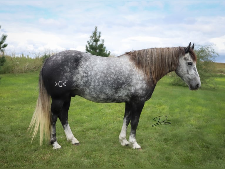 Draft Horse Mix Castrone 6 Anni 142 cm Grigio in Thedford