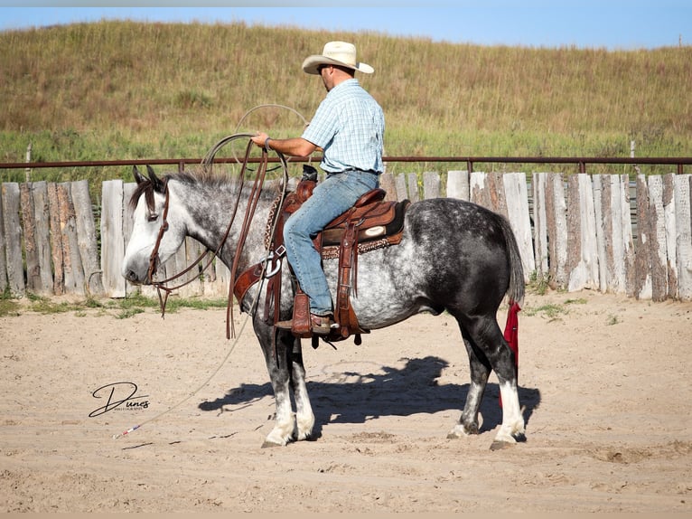 Draft Horse Mix Castrone 6 Anni 142 cm Grigio in Thedford