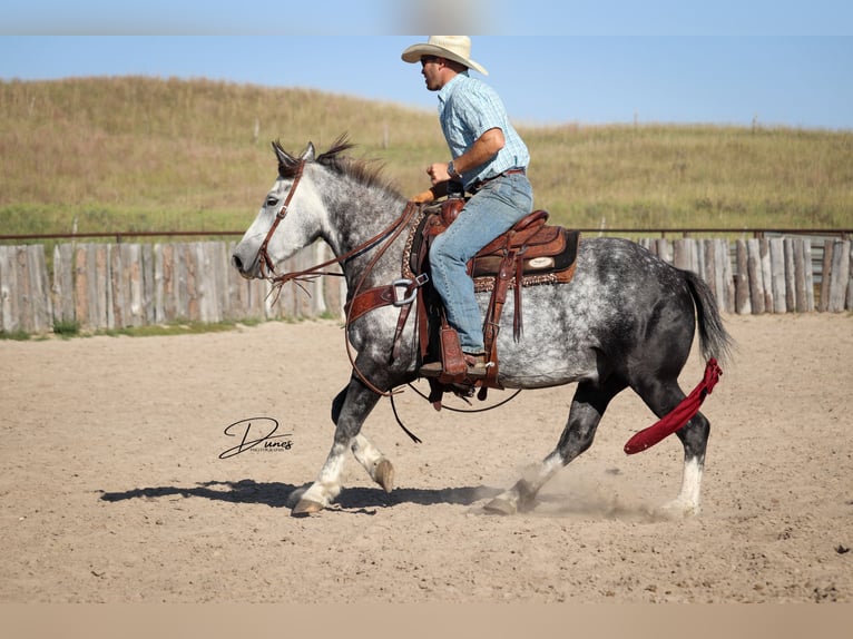 Draft Horse Mix Castrone 6 Anni 142 cm Grigio in Thedford