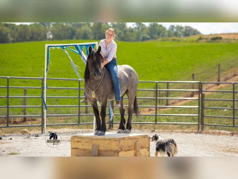 Draft Horse Mix Castrone 6 Anni 145 cm Roano blu in Fredericksburg