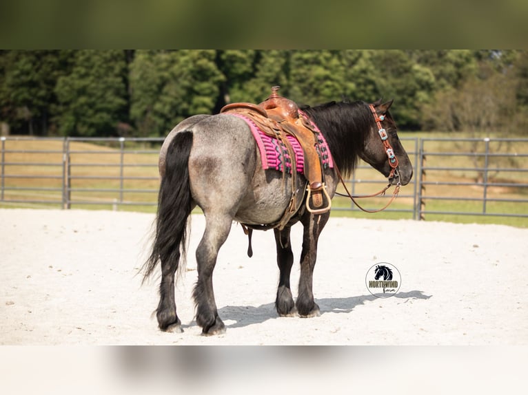 Draft Horse Mix Castrone 6 Anni 145 cm Roano blu in Fredericksburg