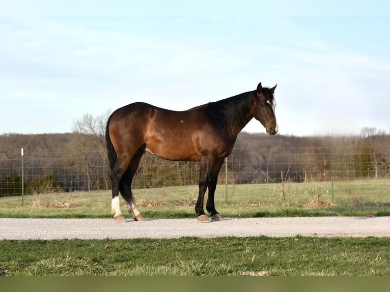 Draft Horse Castrone 6 Anni 147 cm Baio ciliegia in Sweet Springs MO