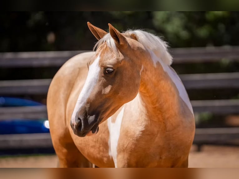 Draft Horse Mix Castrone 6 Anni 147 cm Pezzato in Clover