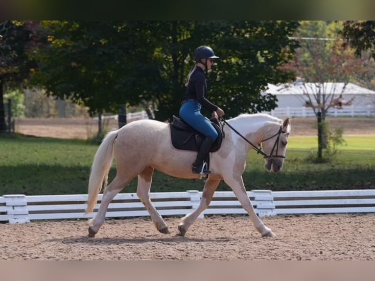 Draft Horse Mix Castrone 6 Anni 147 cm Pezzato in Clover