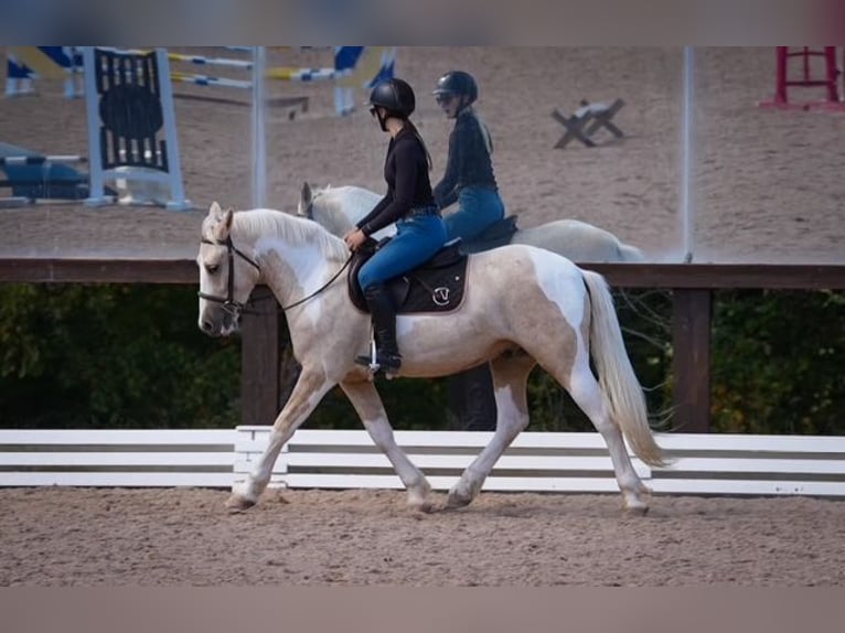 Draft Horse Mix Castrone 6 Anni 147 cm Pezzato in Clover