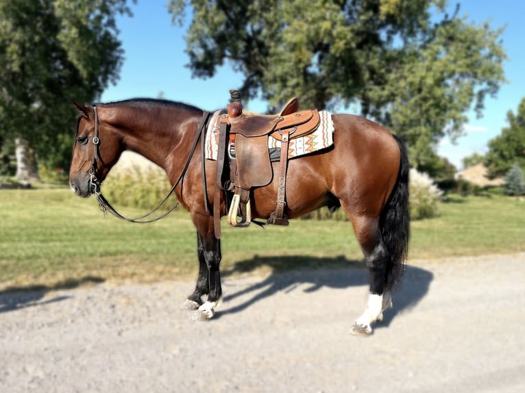 Draft Horse Mix Castrone 6 Anni 150 cm Baio ciliegia in Zearing, IA