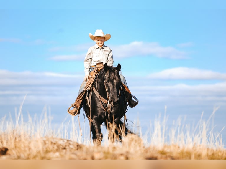 Draft Horse Mix Castrone 6 Anni 150 cm Morello in Saint Anthony