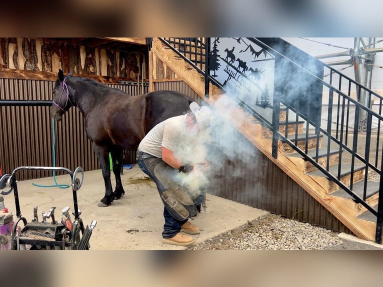 Draft Horse Mix Castrone 6 Anni 150 cm Morello in Saint Anthony