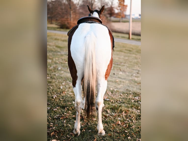 Draft Horse Mix Castrone 6 Anni 150 cm Pezzato in Dalton
