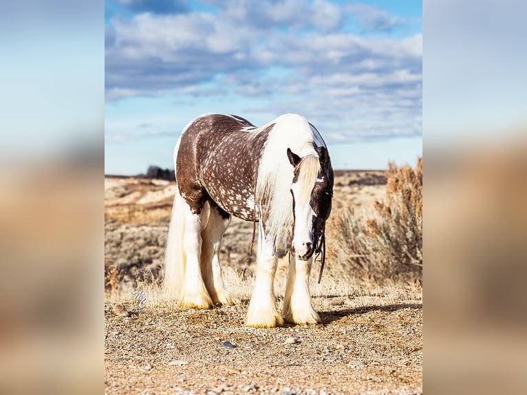 Draft Horse Castrone 6 Anni 152 cm Baio ciliegia in Wickenburg AZ