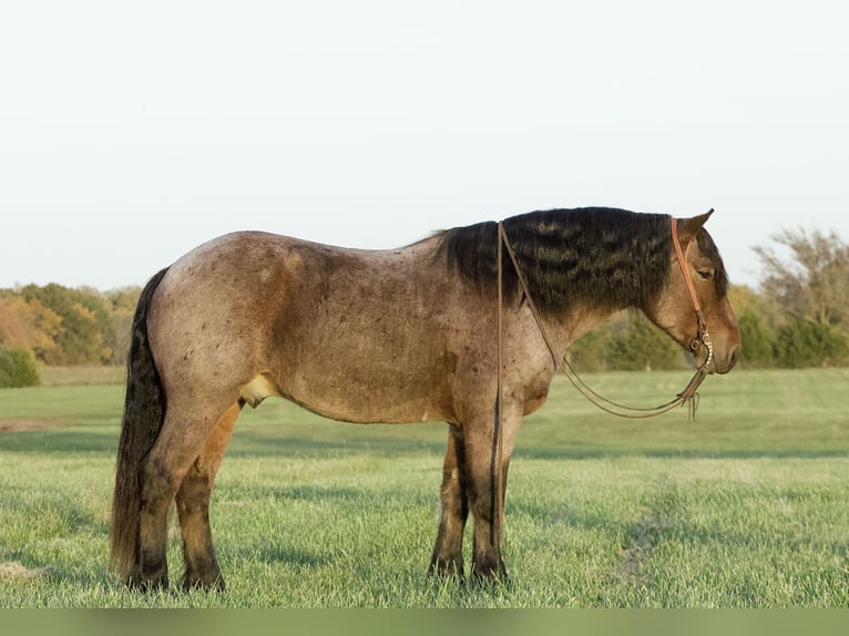 Draft Horse Mix Castrone 6 Anni 152 cm Baio roano in Buffalo