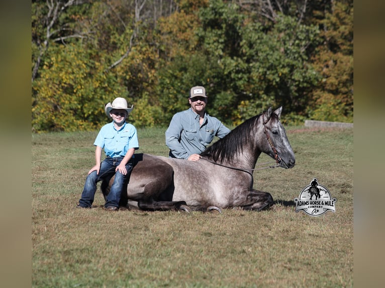 Draft Horse Castrone 6 Anni 152 cm Grigio in Mount Vernon