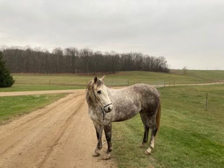 Draft Horse Castrone 6 Anni 152 cm Grigio pezzato in Rosebush MI