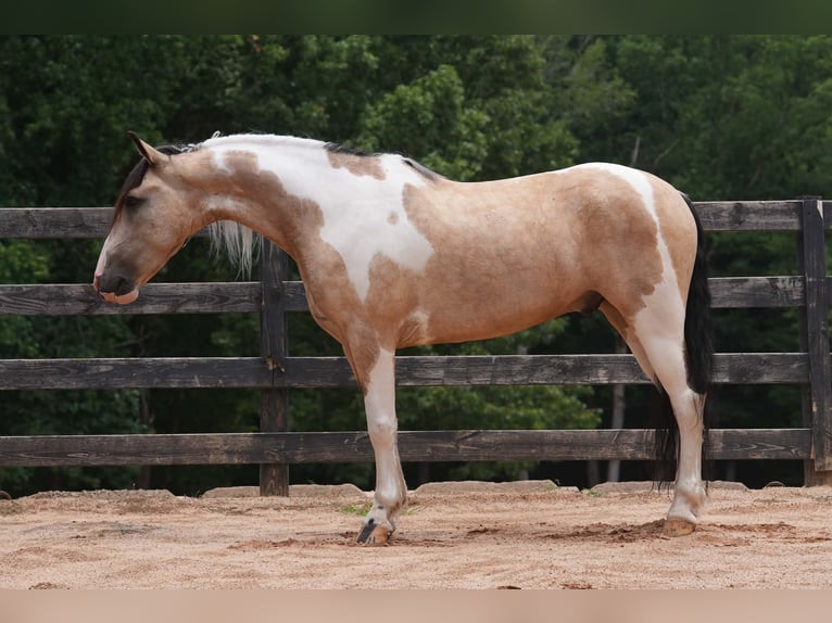 Draft Horse Mix Castrone 6 Anni 152 cm Pezzato in Clover