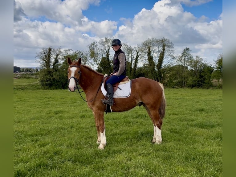 Draft Horse Castrone 6 Anni 153 cm Sauro scuro in Laois